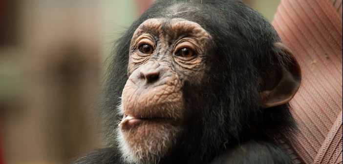 Chimps like listening to music with a different beat, research finds