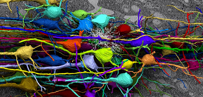 Tipping the balance of behavior: Social neurons and asocial neurons