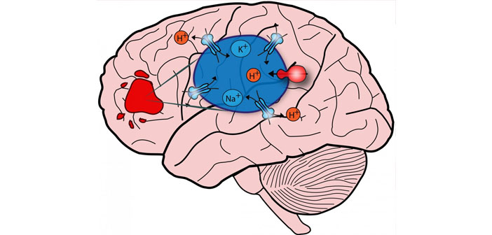 Мозг 4 5. Головной мозг четырех летнео ребенка. Неделя 15 Brain.