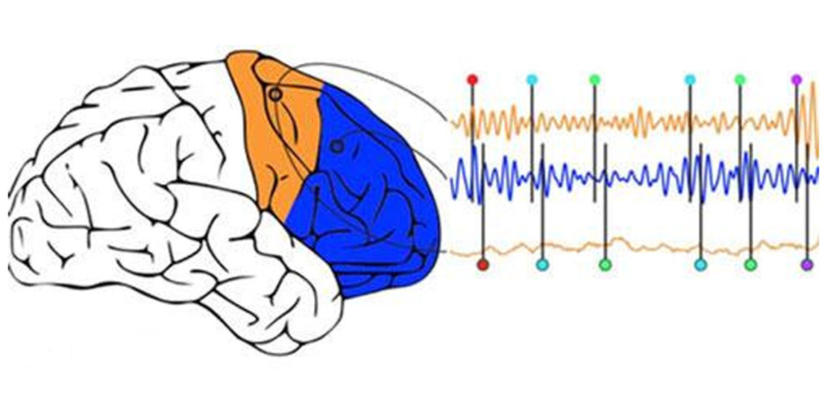 Study On Neural Oscillations Paves The Way For Treating Brain Rhythm