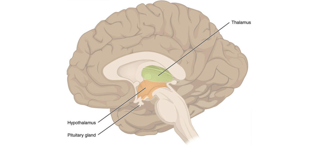 brain diagram thalamus