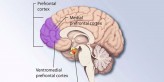 Pathological narcissism associated with reduced frontal cortex ...