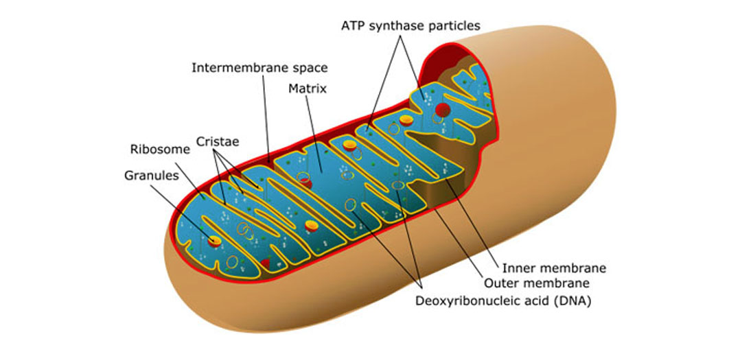 Power brain of be in Alzheimer\u0027s may the source outage