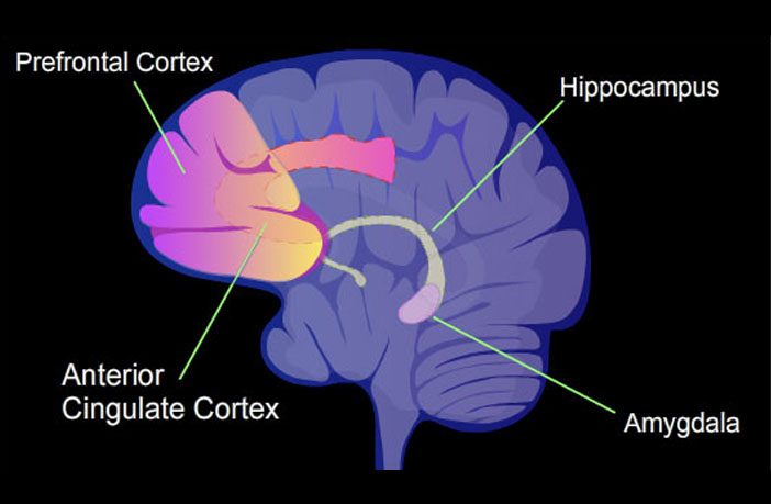 ACC Amygdala Hippocampus Prefrontal Cortex 