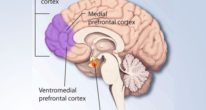 In depressed people, the medial prefrontal cortex exerts more