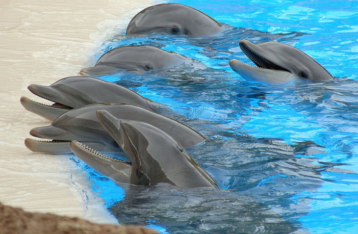 Researchers find pathological signs of Alzheimer's in dolphins, whose  brains are much like humans' - News - University of Florida