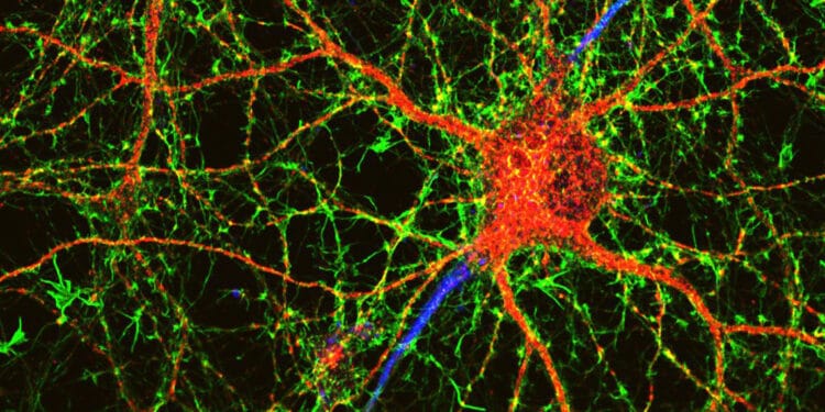 Researchers zero-in on astrocytes as a mediator of the beneficial link ...