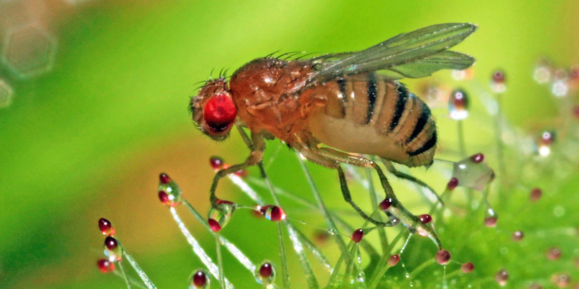 Can fruit flies make you sick? - Sermo