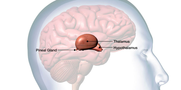 Author Index - Society for Neuroscience