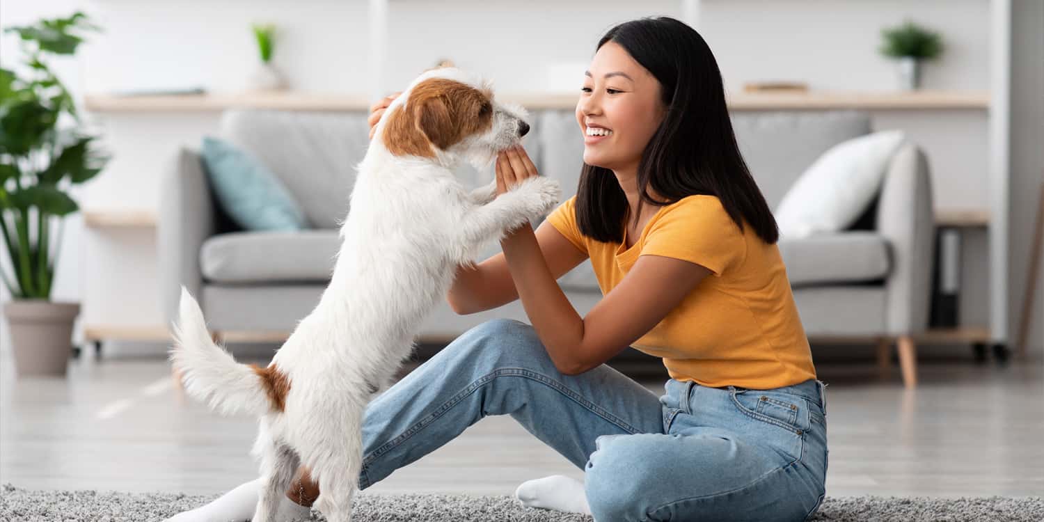  Brittany spaniel Blenheim spaniel Welsh springer spaniel Saint Bernard St Bernard-0