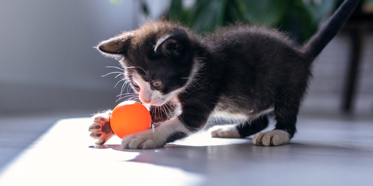 Kitten playing with a toy ball