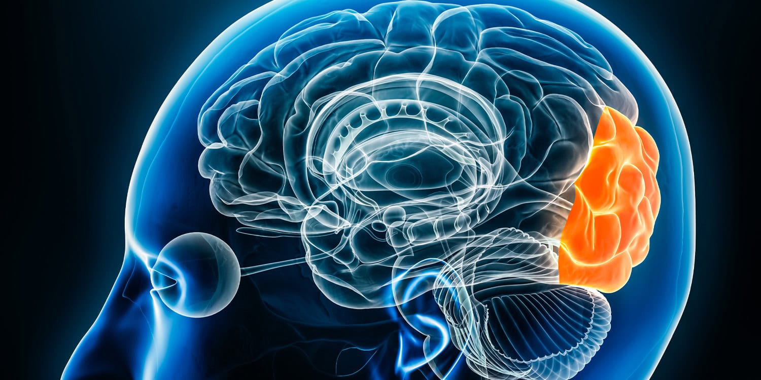 Brain Occipital Cortex - Visual Processing in Depression